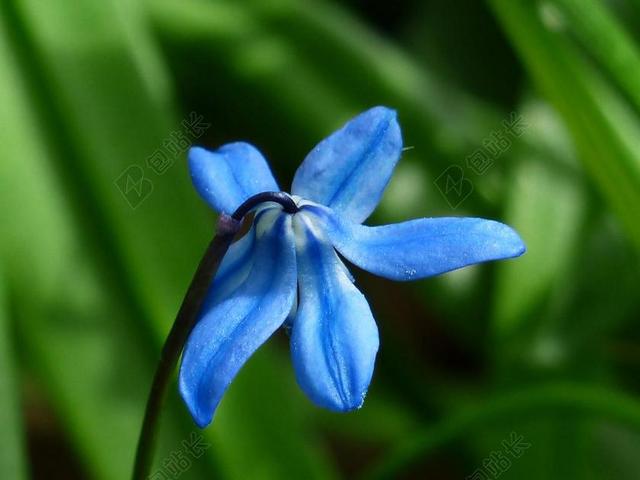 野风信子 花 开花 蓝色 希拉的民福建山樱花
