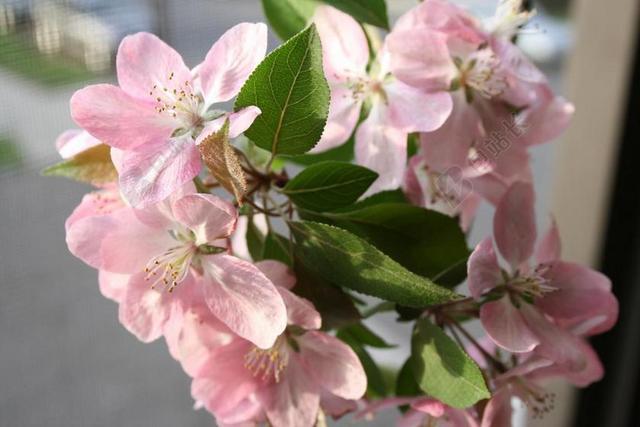 海棠 鲜花 苹果 粉红色 花瓣 春天 枝杈 春 微妙