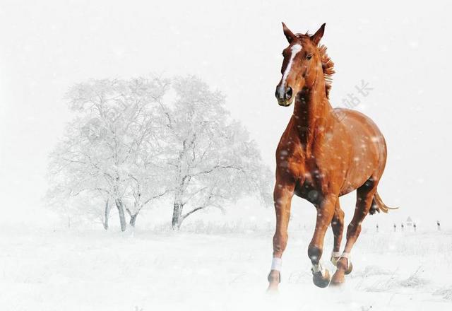 冬天 马 播放 雪 动物 性质 雪景 寒冬 景观 运行