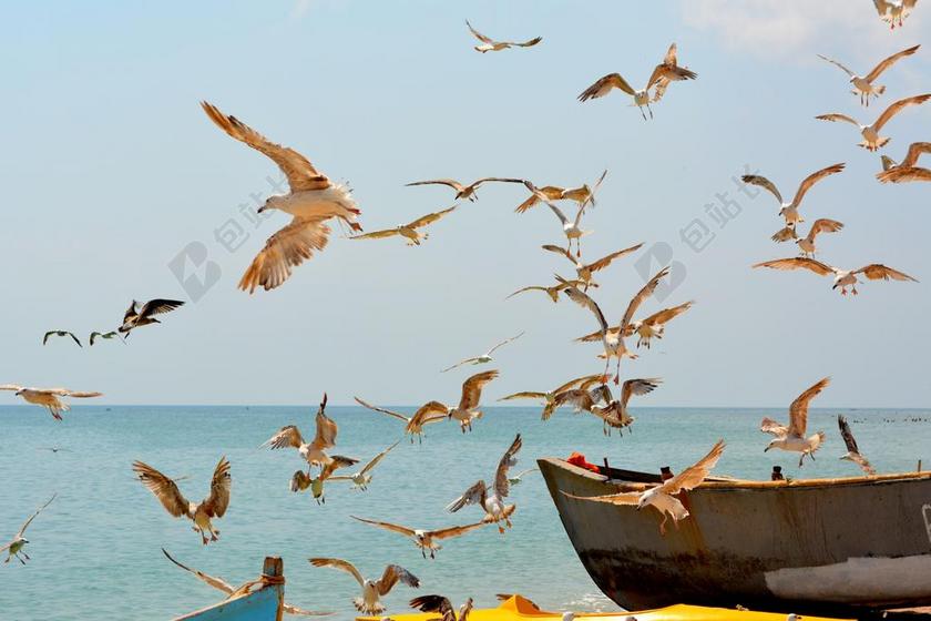 摄影自然阳光下的海欧背景图片