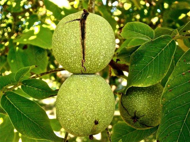 水果 坚果 核桃 树 蔬菜 性质