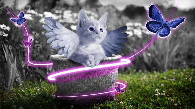 猫可爱设计帽子蝴蝶背景图片