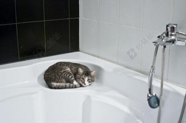 猫 浴室 淋浴头