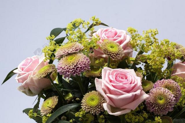 玫瑰 鲜花 春天 性质 厂 菊花 绿色 粉红色 关闭 花