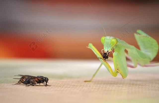 螳螂 SPHODROMANTIS LINEOLA 捕鱼蝗虫