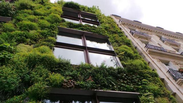 建筑自然墙外茂盛的绿色藤蔓背景图片