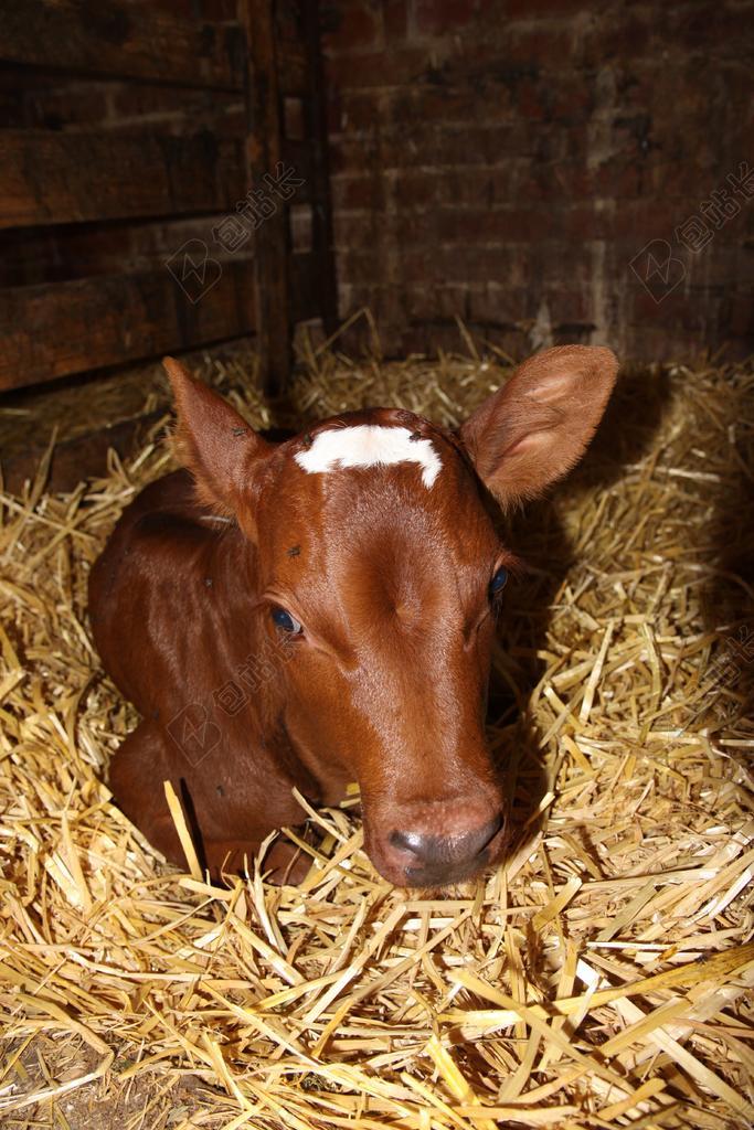 小牛 红染色 农业 牛 秸秆 青牛 饲养