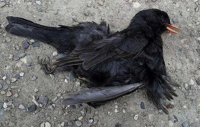 死亡黑鸟 在生命的最后 鸟的羽毛 卡通风格