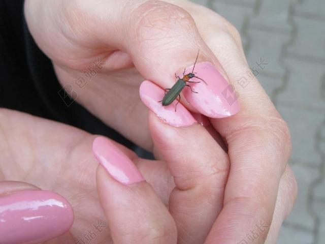 甲虫，昆虫 手 指甲 粉红色