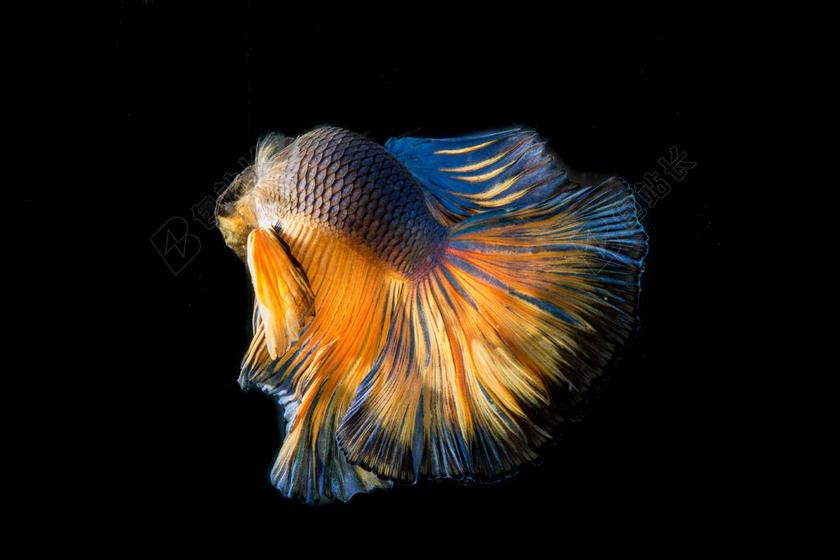 自然科学三色鱼背景图片