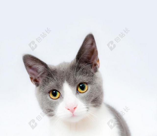 猫 猫的 宠物 动物 可爱 家养 哺乳动物 毛皮 基蒂 白
