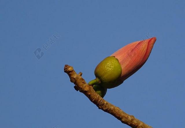 摄影自然红棉花背景图片