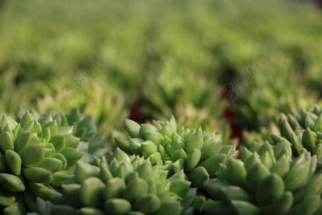 多肉植物 多肉 大棚 摄影 性质 绿色 新鲜 背景