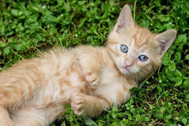 自然科学虎斑小猫背景图片