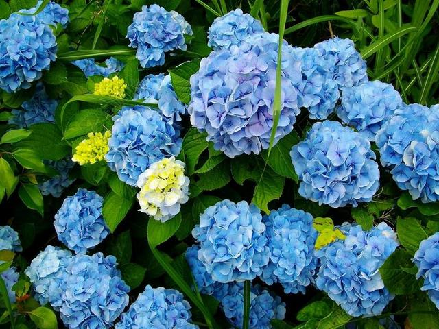 绣球花 鲜花