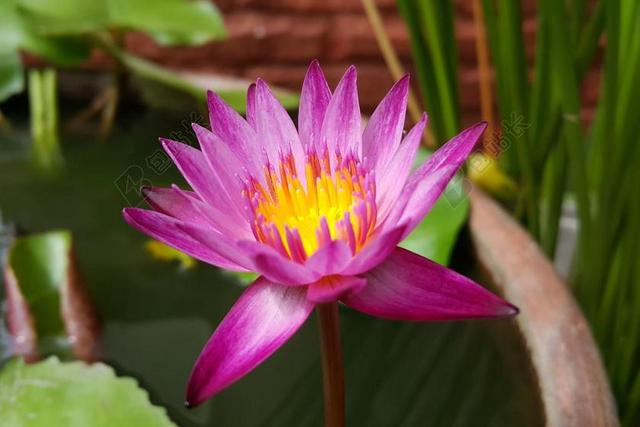 粉红色的荷花 水百合 莲花 花 水 开花 睡莲