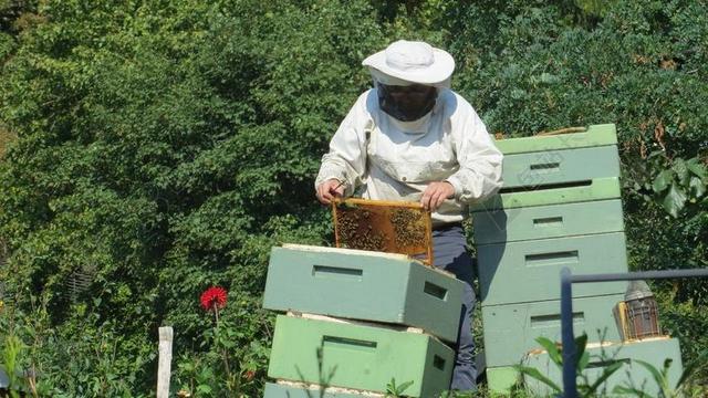 养蜂人 蜜蜂 昆虫 蜂箱 性质 蜂蜜 库姆斯
