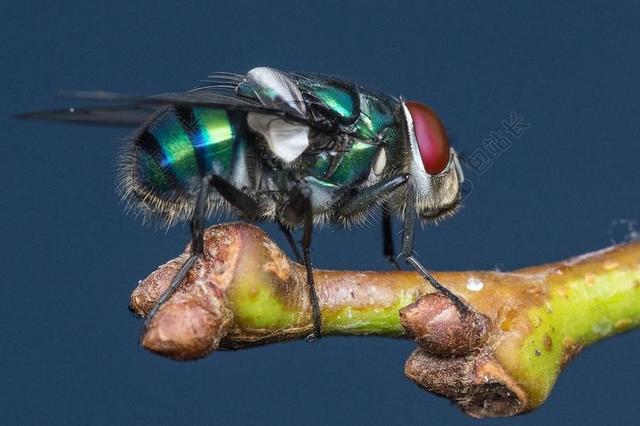 飞 昆虫 翼 野生动物 甲虫，昆虫 光明 小 微妙 脆弱