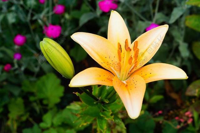 百合花 鲜花 橙 关闭 植物群 光明 绽放