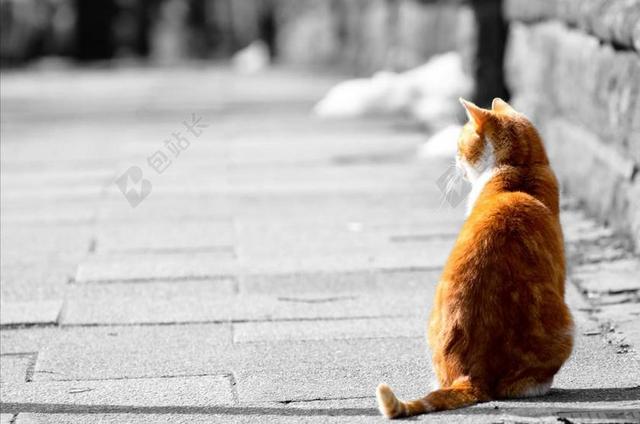 清新街头的橘猫背景图片