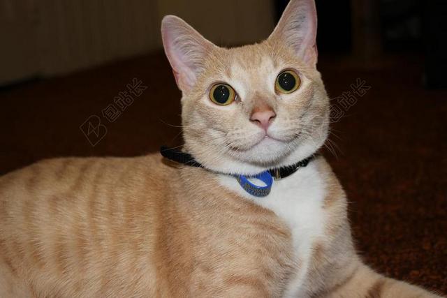 自然微笑的橘猫背景图片