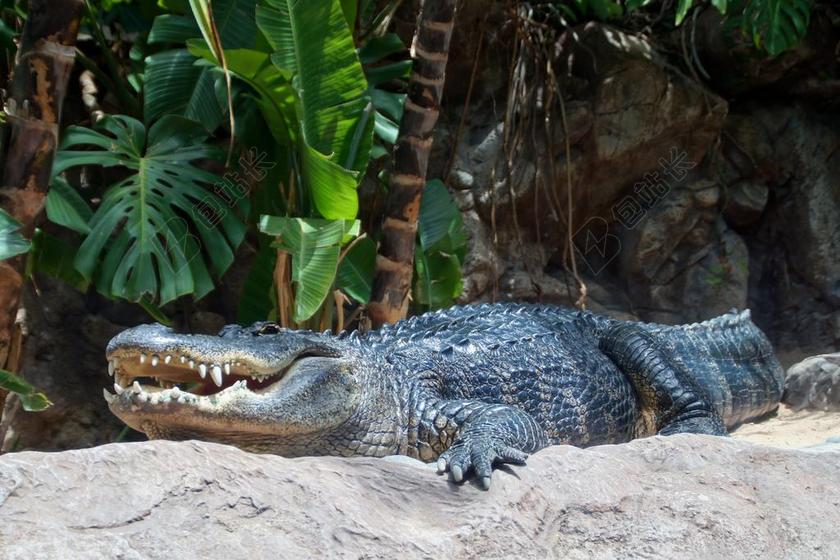 鳄鱼 爬行动物 动物 牙