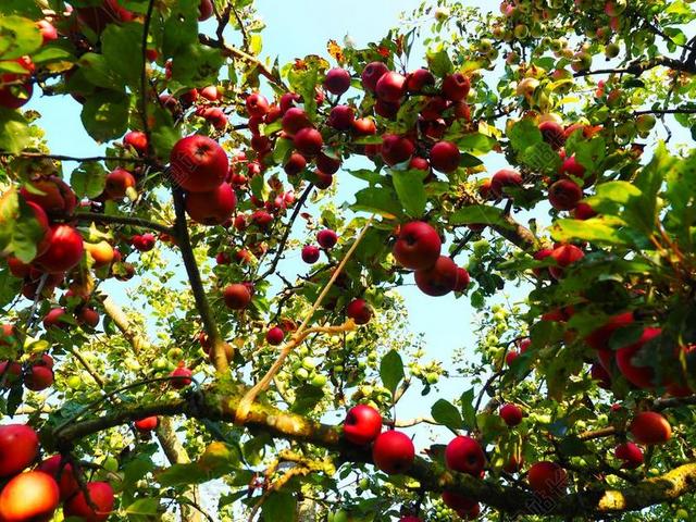 苹果 苹果树 水果 红色 弗里施 健康 维生素 果园