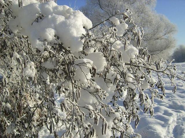 白色植物寒冷枝头上的积雪背景图片