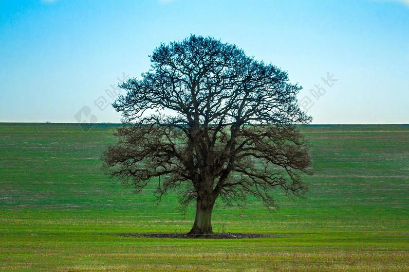 摄影自然蓝天下的树背景图片