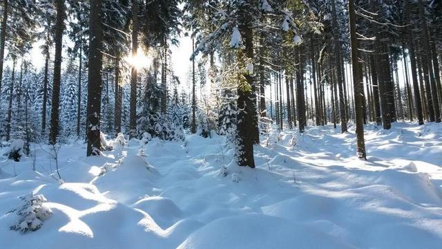 森林 雪 冬天 雪景 树木 阳光 性质
