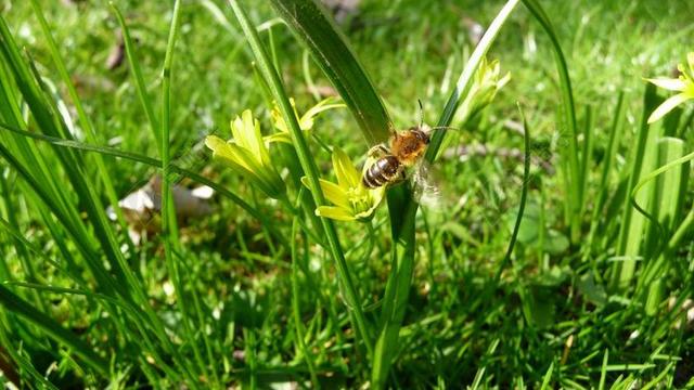 蜜蜂 花 草 授粉 花园 蜂蜜 夏天 春 昆虫 生态