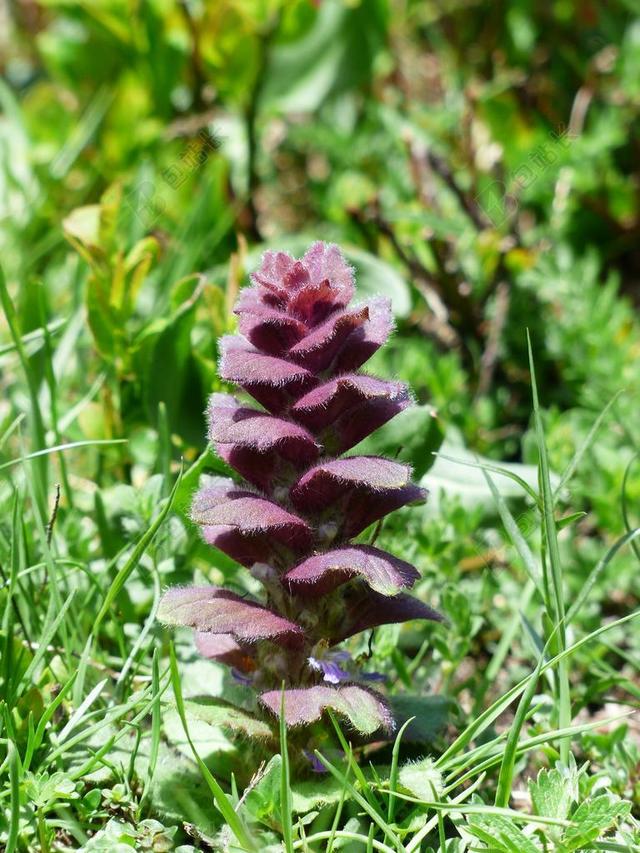 新疆杨 号角 花 厂 带红色 AJUGA 新疆杨 L 唇形科