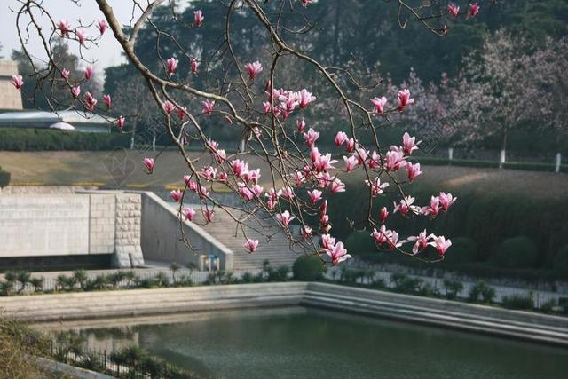 雨花台 纪念池 海棠 春季 陵园 阳光明媚 踏青 采风 南京