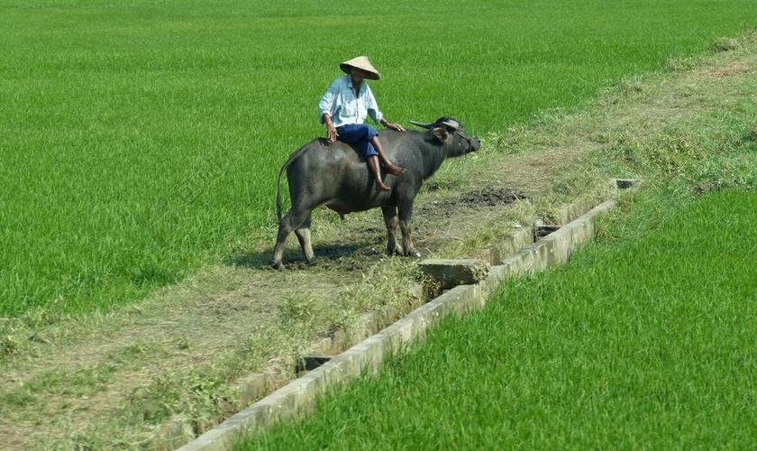 自然风景骑牛背景图片