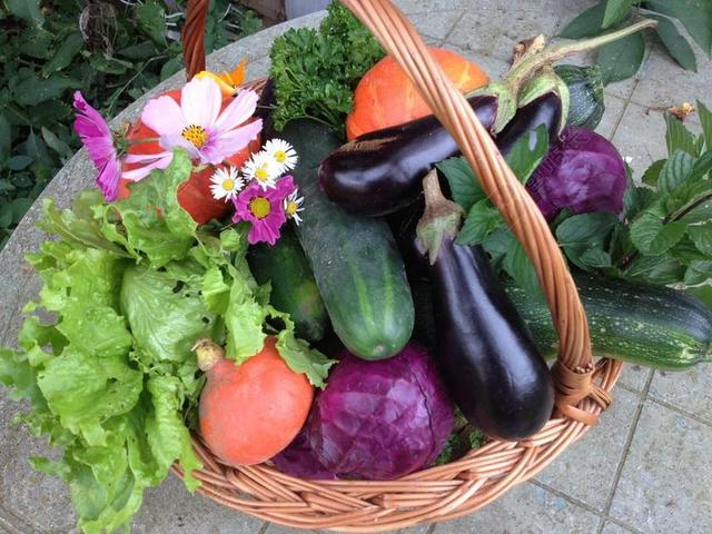 收获 蔬菜 食品 性质 生物 市场 菜园 茄子 南瓜 白菜