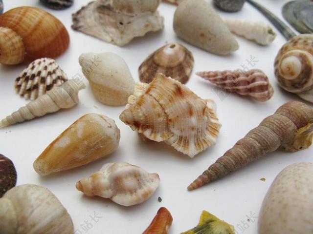 贻贝 海洋腹足动物 MEERESBEWOHNER 宏 海洋动物