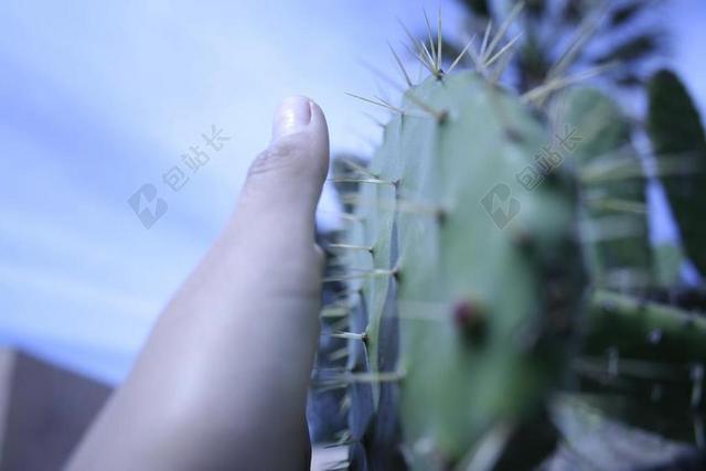 简约抚摸仙人掌背景图片