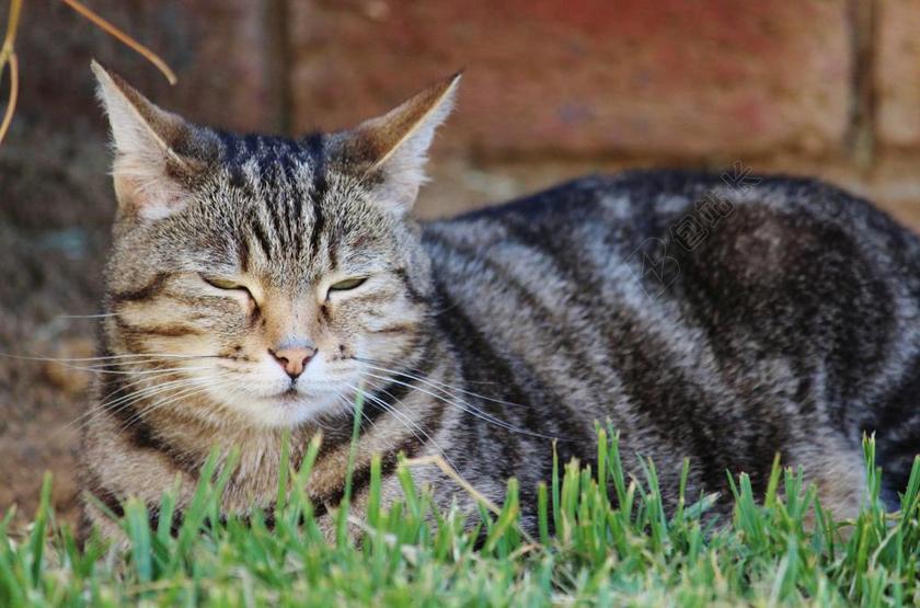 唯美草地上瞌睡的猫背景图片