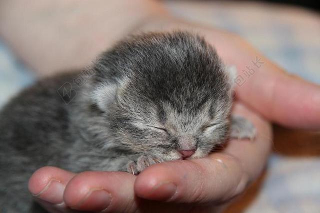 唯美猫宝贝睡觉背景图片