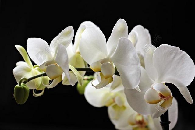 简约兰花花瓣背景图片