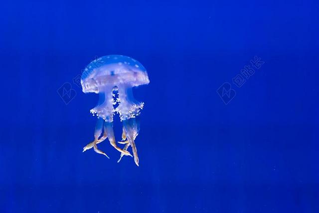 水族馆 蓝色 异国情调 海蜇 海洋生命 发现 游泳 多伦多