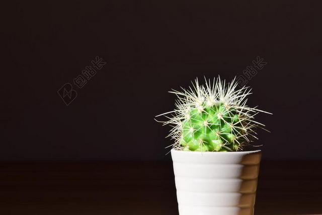 仙人掌 花盆 厂 蜇 刺 指出 室内植物 观赏植物 德卡