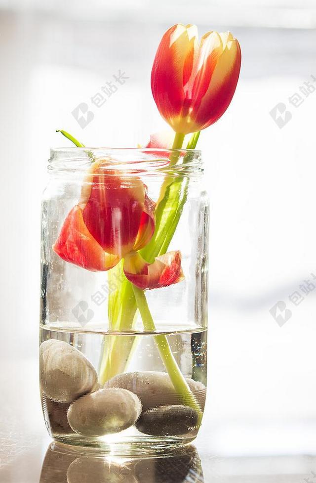 郁金香 春天 花 性质 花卉 工厂 植物 绿色 红 背景