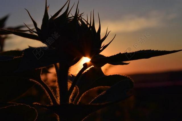 日落 太阳花 背光 天空 红色 晚上 对比 轮廓
