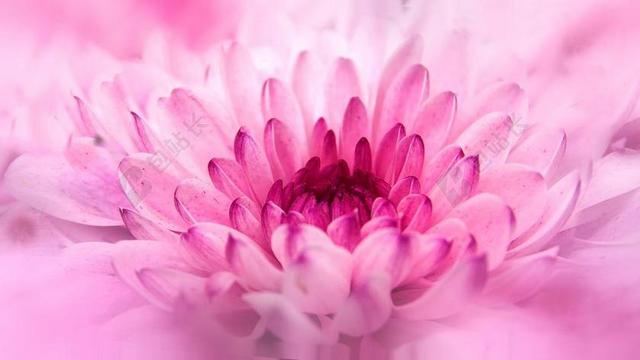菊花 关闭 花 粉红色 复合材料 宏 厂 花园 开花