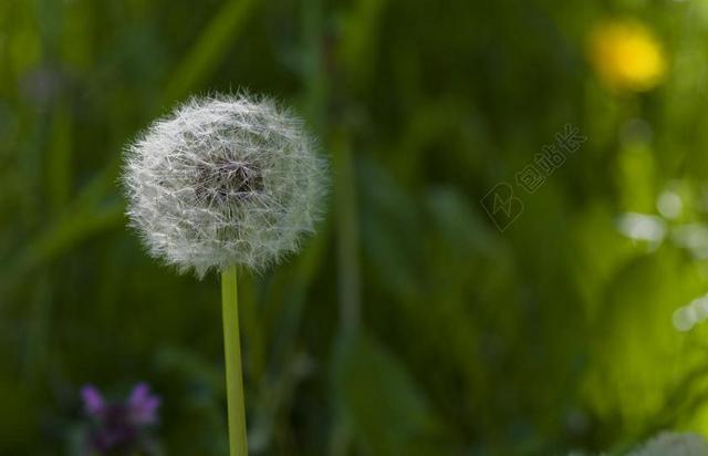 蒲公英 花多 草地 草 春天 指出花 关闭 白 绿色