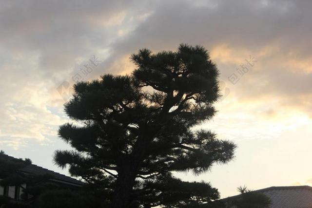 夕阳太阳松树自然云朵天空景色背景图片