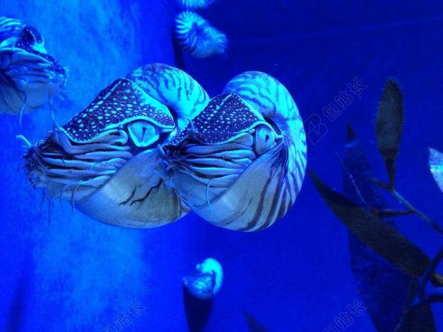 鹦鹉螺 动物 头足类 水族馆 海洋动物 水生物