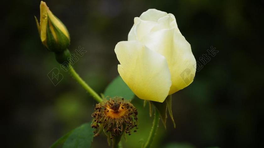 玫瑰 花 花的 枯萎 植物 自然 开花 盛开 花瓣 有机