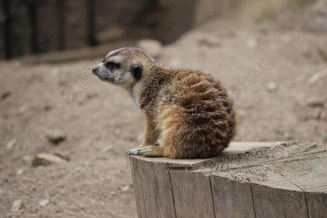 猫鼬 动物 小 棕色 可爱 动物园 沙漠 SURICATE